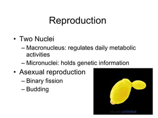Reproduction  Two Nuclei Macronucleus: regulates daily metabolic activities  Micronuclei: holds genetic information  Asexual reproduction  Binary fission Budding  
