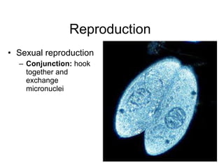 Reproduction  Sexual reproduction  Conjunction:  hook together and exchange micronuclei  