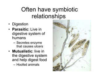 Often have symbiotic relationships  Digestion  Parasitic : Live in digestive system of humans  Secretes enzyme that causes ulcers  Mutualistic : live in the digestive system and help digest food  Hoofed animals  