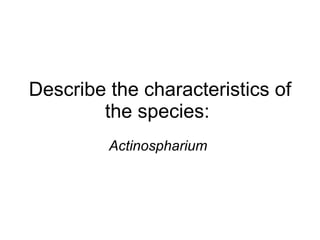 Describe the characteristics of the species:  Actinospharium  