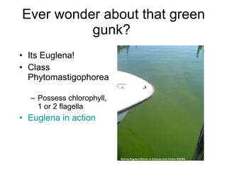 Ever wonder about that green gunk?  Its Euglena!  Class Phytomastigophorea  Possess chlorophyll, 1 or 2 flagella  Euglena in action  