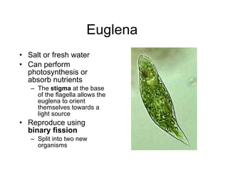 Euglena  Salt or fresh water  Can perform photosynthesis or absorb nutrients  The  stigma  at the base of the flagella allows the euglena to orient themselves towards a light source  Reproduce using  binary fission Split into two new organisms  