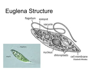 Euglena Structure  