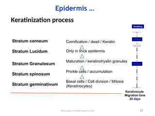 Cornification 1.Structure of Skin, dermatology , andrology | PPTX