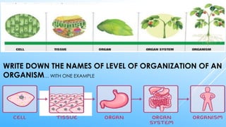 1.4 Cells tissues and organs in plants and animals.pptx