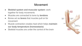 Organization of the Human Body PowerPoint | PDF