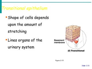 Transitional Shape anatomy about human body based on that tissue | PPTX