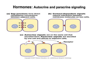 1. Hormones IN THE HUMAN BODY AND THEIR FUNCTION | PPT
