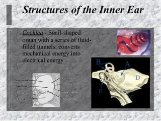 1. anatomy and physilogy of ear.pptx asry | PPTX