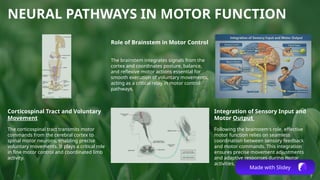1. MOTOR FUNCTION OF CORTEX AND BRAIN STEM_.pptx