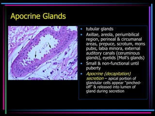 1. Histology of normal skin and Inflammatory cells- MG.pdf