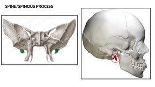 1. General Anatomy of Bones.pptx Types of bones , Classification | PPTX