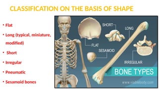 1. General Anatomy of Bones.pptx Types of bones , Classification | PPTX
