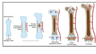 Prominent Bone 1. General Anatomy of Bones.pptx Types of bones , Classification | PPTX