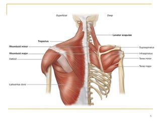 Lithe Upper Body 1. UPPER LIMB FULL.showing the upper limb | PPTX
