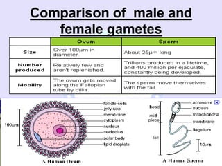 Gamete Table 1. EMBRYO Oogenesis,comparison of gametes.pdf