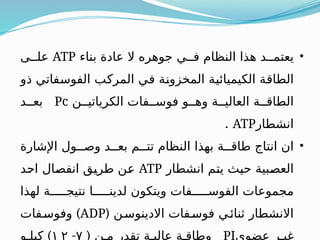 •
‫بناء‬ ‫عادة‬ ‫ال‬ ‫جوهره‬ ‫فــي‬ ‫النظام‬ ‫هذا‬ ‫يعتمــد‬
ATP
‫علــى‬
‫ذو‬ ‫ـفاتي‬
‫س‬‫الفو‬ ‫ـب‬
‫ك‬‫المر‬ ‫ـي‬
‫ف‬ ‫ـة‬
‫ن‬‫المخزو‬ ‫ـة‬
‫ي‬‫الكيميائ‬ ‫ـة‬
‫ق‬‫الطا‬
‫الكرياتيــن‬ ‫فوســفات‬ ‫وهــو‬ ‫العاليــة‬ ‫الطاقــة‬
Pc
‫بعــد‬
‫انشطار‬
ATP
.
•
‫اإلشارة‬ ‫وصــول‬ ‫بعــد‬ ‫تتــم‬ ‫النظام‬ ‫بهذا‬ ‫طاقــة‬ ‫انتاج‬ ‫ان‬
‫انشطار‬ ‫ـم‬
‫ت‬‫ي‬ ‫ـث‬
‫ي‬‫ح‬ ‫ـبية‬
‫ص‬‫الع‬
ATP
‫ـد‬
‫ح‬‫ا‬ ‫ـال‬
‫ص‬‫انف‬ ‫ـق‬
‫ي‬‫طر‬ ‫ـن‬
‫ع‬
‫لهذا‬ ‫نتيجـــــة‬ ‫لدينـــــا‬ ‫ويتكون‬ ‫الفوســـــفات‬ ‫مجموعات‬
( ‫االدينوسـن‬ ‫فوسـفات‬ ‫ثنائـي‬ ‫االنشطار‬
ADP
)
‫وفوسـفات‬
‫عضوي‬ ‫غيـر‬
PI
( ‫مـن‬ ‫تقدر‬ ‫عاليـة‬ ‫وطاقـة‬
٧
-
١ ٢
)
‫كيلـو‬
 