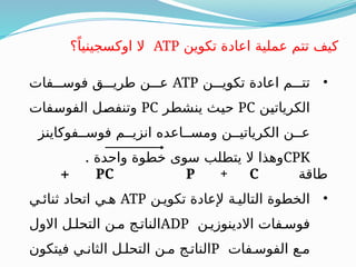 •
‫تكويـــن‬ ‫اعادة‬ ‫تتـــم‬
ATP
‫فوســـفات‬ ‫طريـــق‬ ‫عـــن‬
‫ـن‬
‫ي‬‫الكريات‬
PC
‫ـر‬
‫ط‬‫ينش‬ ‫ـث‬
‫ي‬‫ح‬
PC
‫ـفات‬
‫س‬‫الفو‬ ‫ـل‬
‫ص‬‫وتنف‬
‫فوســفوكاينز‬ ‫انزيــم‬ ‫ومســاعده‬ ‫الكرياتيــن‬ ‫عــن‬
CPK
. ‫واحدة‬ ‫خطوة‬ ‫سوى‬ ‫يتطلب‬ ‫ال‬ ‫وهذا‬
‫طاقة‬
PC P + C
+
•
‫إلعادة‬ ‫التاليـة‬ ‫الخطوة‬
‫تكويـن‬
ATP
‫ثنائـي‬ ‫اتحاد‬ ‫هـي‬
‫االدينوزيـن‬ ‫فوسـفات‬
ADP
‫االول‬ ‫التحلـل‬ ‫مـن‬ ‫الناتـج‬
‫الفوسـفات‬ ‫مـع‬
P
‫فيتكون‬ ‫الثانـي‬ ‫التحلـل‬ ‫مـن‬ ‫الناتـج‬
‫تكوين‬ ‫اعادة‬ ‫عملية‬ ‫تتم‬ ‫كيف‬
ATP
‫؟‬ً‫اوكسجينيا‬ ‫ال‬
 