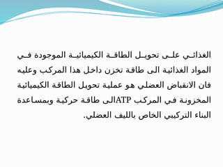 ‫فــي‬ ‫الموجودة‬ ‫الكيميائيــة‬ ‫الطاقــة‬ ‫تحويــل‬ ‫علــى‬ ‫الغذائــي‬
‫وعليـه‬ ‫المركـب‬ ‫هذا‬ ‫داخـل‬ ‫تخزن‬ ‫طاقـة‬ ‫الـى‬ ‫الغذائيـة‬ ‫المواد‬
‫ـة‬‫ي‬‫الكيميائ‬ ‫ـة‬‫ق‬‫الطا‬ ‫ـل‬‫ي‬‫تحو‬ ‫ـة‬‫ي‬‫عمل‬ ‫هـو‬ ‫ـي‬‫ل‬‫العض‬ ‫االنقباض‬ ‫فان‬
‫المركـب‬ ‫فـي‬ ‫المخزونـة‬
ATP
‫وبمسـاعدة‬ ‫حركيـة‬ ‫طاقـة‬ ‫الـى‬
.‫العضلي‬ ‫بالليف‬ ‫الخاص‬ ‫التركيبي‬ ‫البناء‬
 