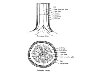 Shell Structure Kayu 1. PENGERTIAN STRUKTUR KAYU 1 fakultas teknik.pptx