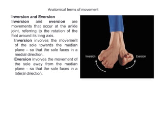 1. Introduction to Anatomy, terminology, bones.pdf