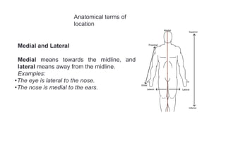 1. Introduction to Anatomy, terminology, bones.pdf