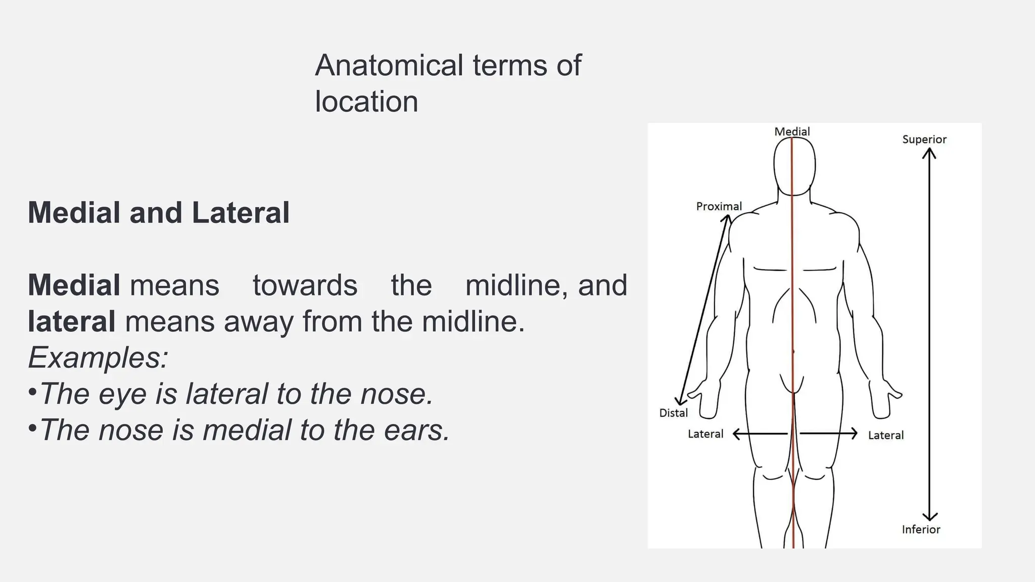 Example Of Lateral Medial And Lateral Examples