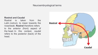1. Introduction to Anatomy, terminology, bones.pptx