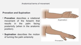 Pronation Motion 1. Introduction to Anatomy, terminology, bones.pptx