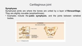 Symphysis Examples 1. Introduction to Anatomy, terminology, bones.pptx