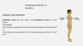 1. Introduction to Anatomy, terminology, bones.pptx