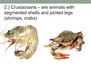 1. Prepare and Cook Seafood.Composition of Fish.pptx
