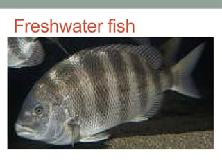 1. Prepare and Cook Seafood.Composition of Fish.pptx