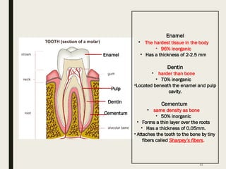 Comprehensive Overview of Tooth Anatomy, Development, and ...