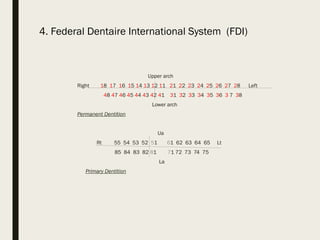 Comprehensive Overview of Tooth Anatomy, Development, and ...