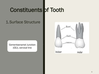 Tooth Neck Comprehensive Overview of Tooth Anatomy, Development, and ...