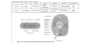Comprehensive Overview of Cell Structure, Function, and Stem Cells in ...