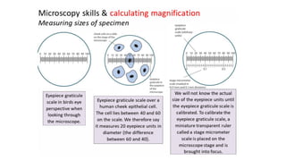 Comprehensive Overview of Cell Structure, Function, and Stem Cells in ...