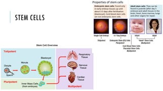 Comprehensive Overview of Cell Structure, Function, and Stem Cells in ...