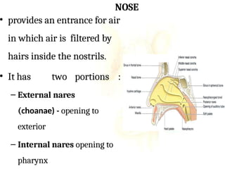 Anatomy of the respiratory system12.pptx
