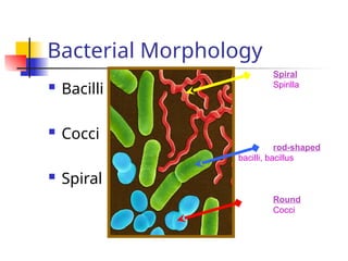 Comprehensive Overview of Bacterial Structure, Function, and ...