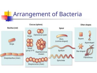 Comprehensive Overview of Bacterial Structure, Function, and ...