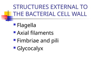 Comprehensive Overview of Bacterial Structure, Function, and ...