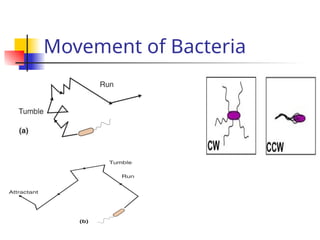 Run Bacteria Comprehensive Overview of Bacterial Structure, Function, and ...