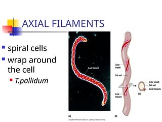 Comprehensive Overview of Bacterial Structure, Function, and ...