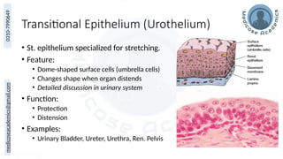 Overview of Surface Epithelium by Dr Muhammad Ali Rabbani | PPTX