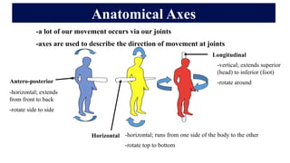 Comprehensive Introduction to Human Anatomy and Physiology: Terms ...
