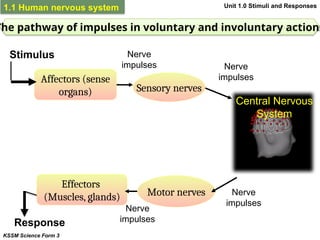 CHAPTER 1 UNIT 1.1 Human Nervous System.pptx