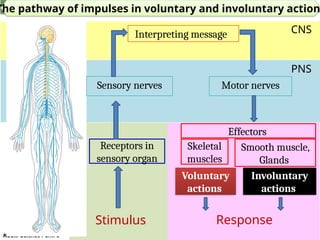 CHAPTER 1 UNIT 1.1 Human Nervous System.pptx