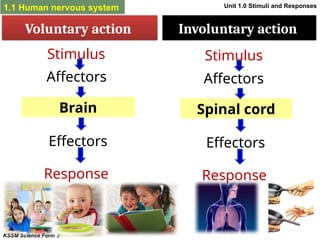 CHAPTER 1 UNIT 1.1 Human Nervous System.pptx